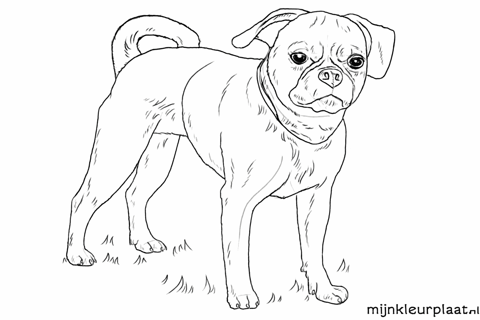 Refined lines of the dog with small wrinkles on the snout.