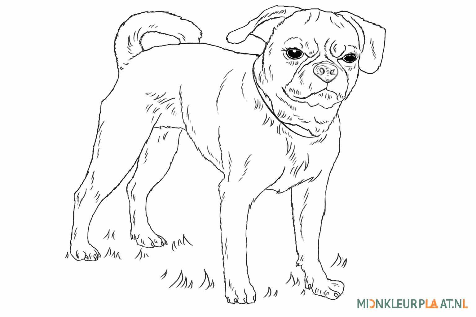 Drawing a cheerful Puggle in 8 steps