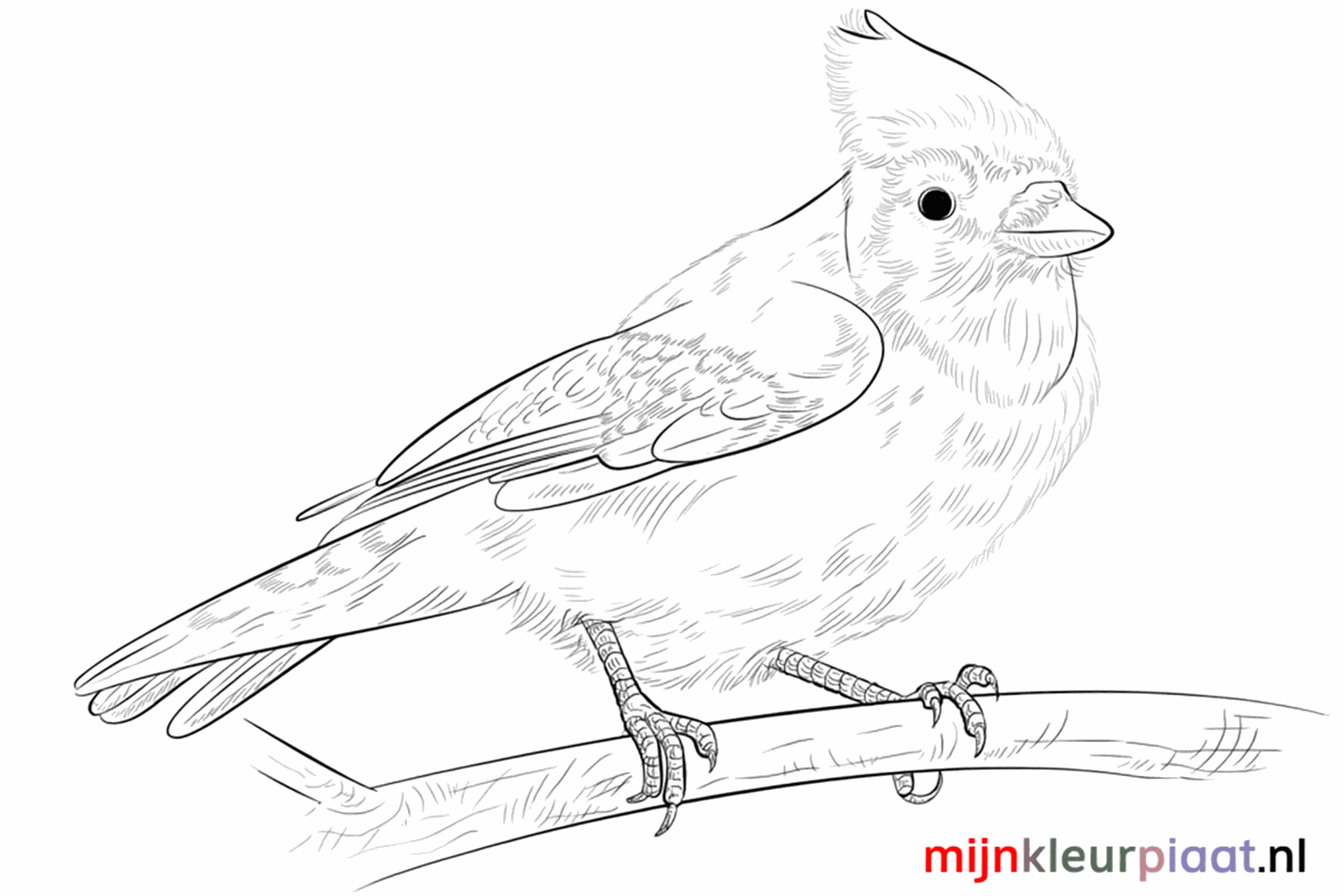 Drawing a cheerful blue jay