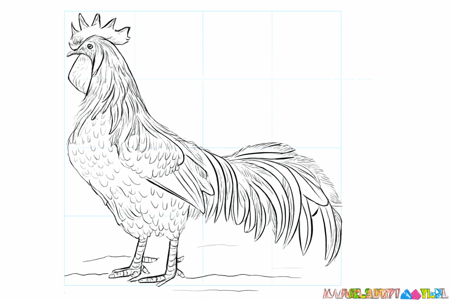 Drawing a cool rooster in 9 steps
