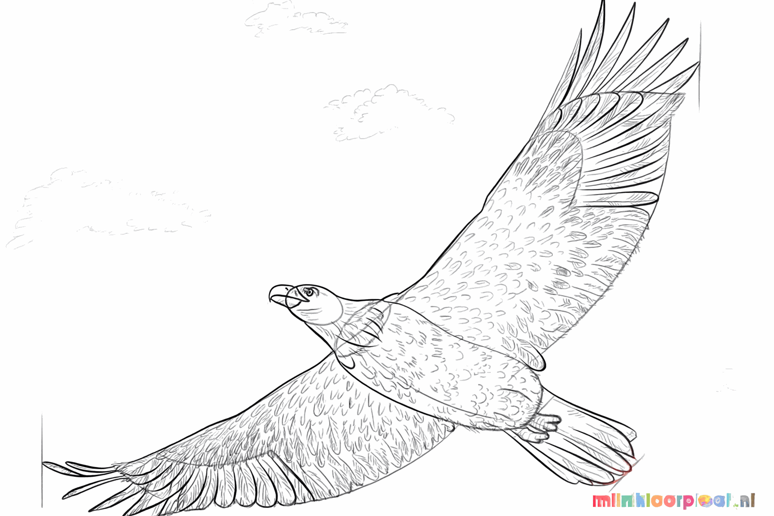 Details of the eye, legs, and sharp claws of the eagle.