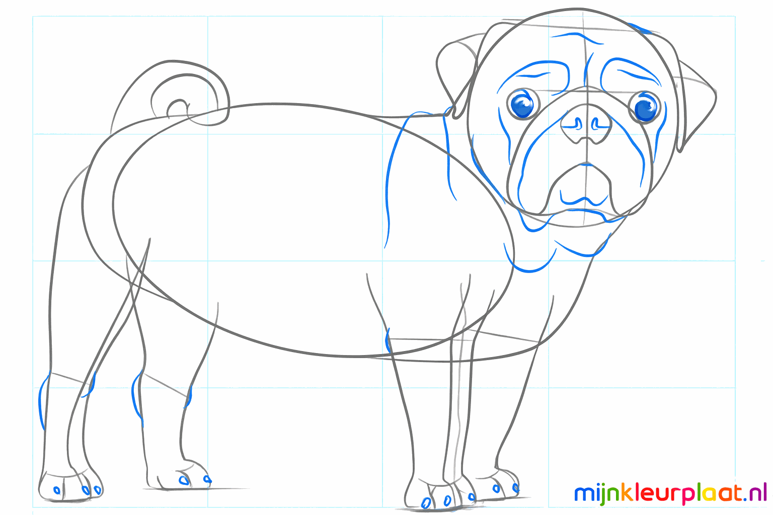 Step-by-step pug drawing step 6: Large eyes and a curly tail.