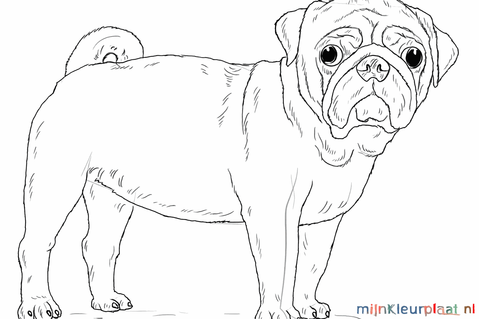 Pug drawing lesson step 7: Details such as nails and facial folds.
