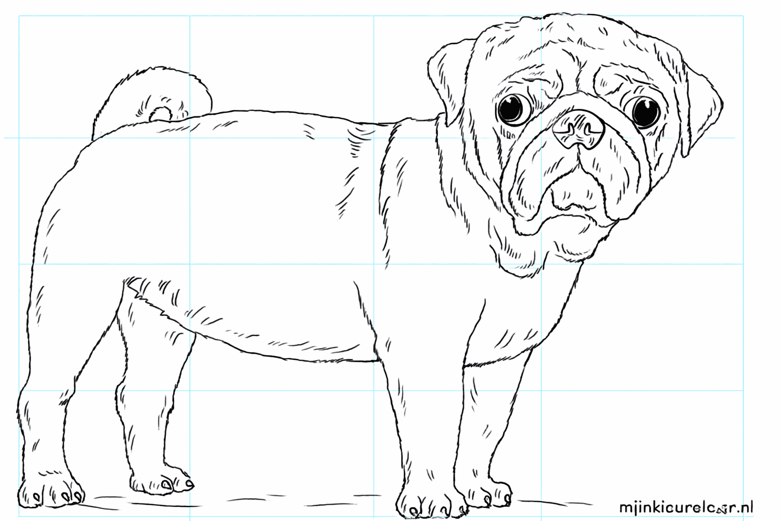 Drawing a cute pug