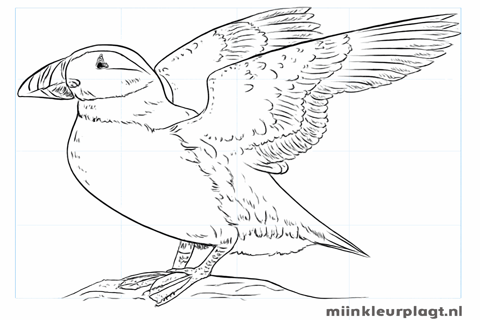 Drawing a Cheerful Puffin