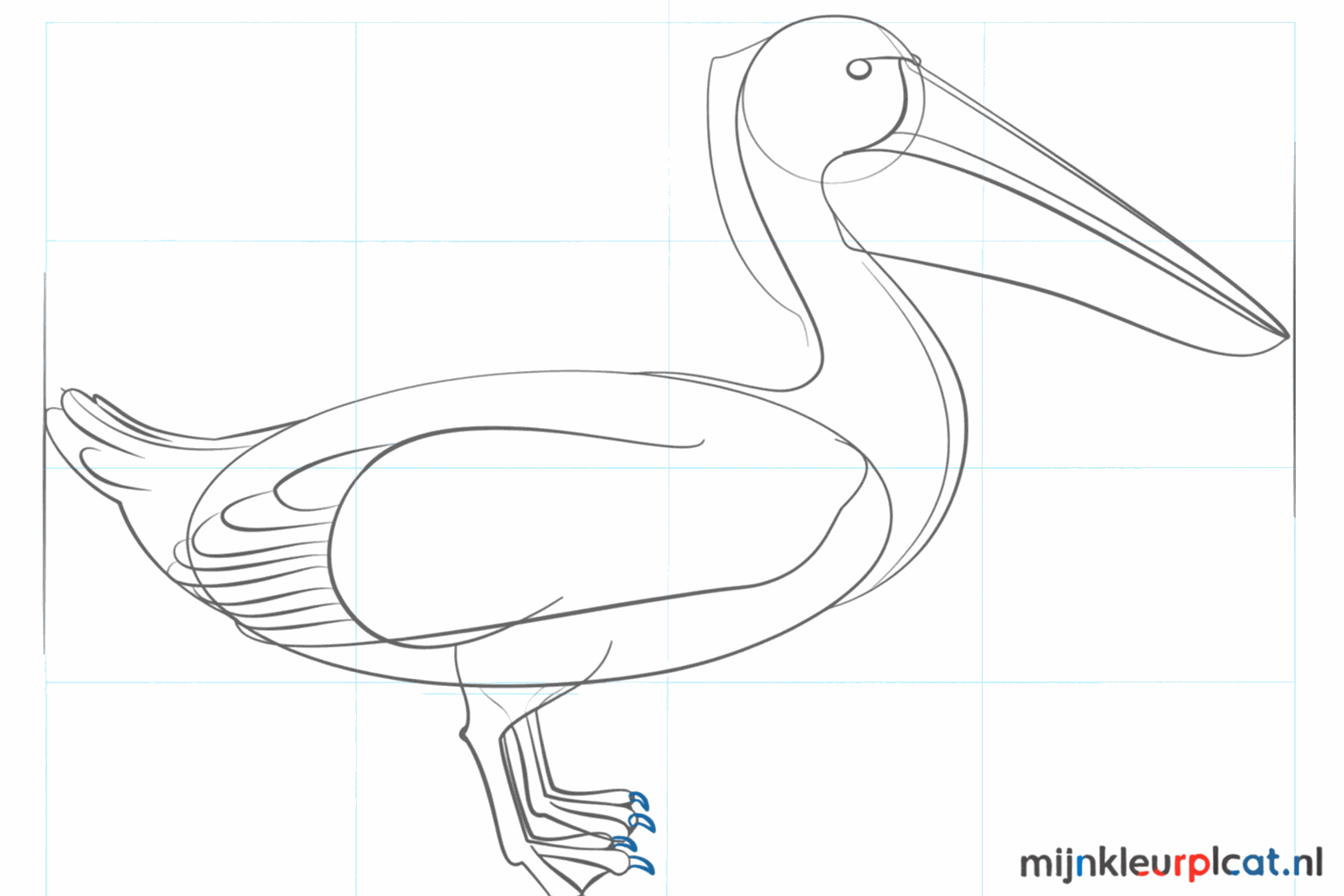 Details of the eye and the large feet with webbing.