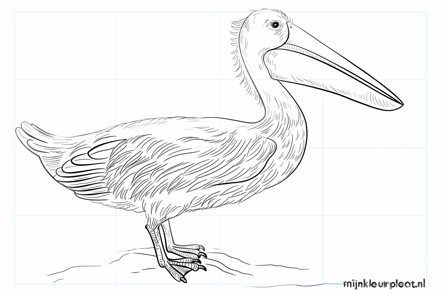 Drawing a cheerful pelican step-by-step