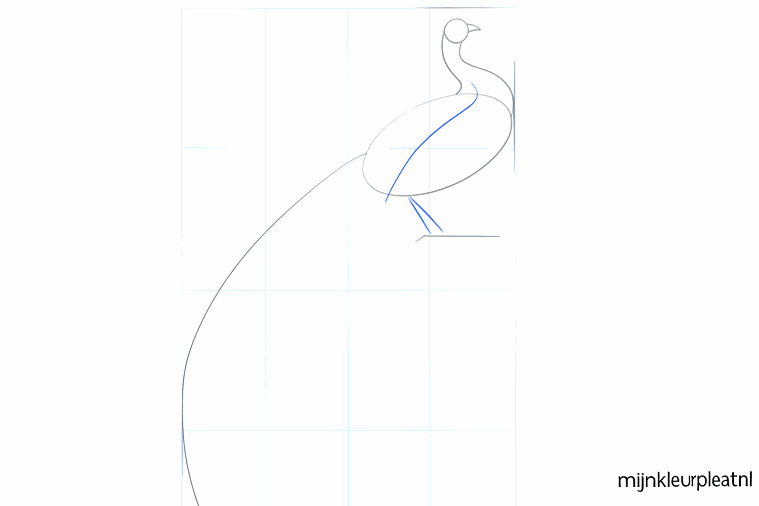 A long guide line for the peacock's tail.