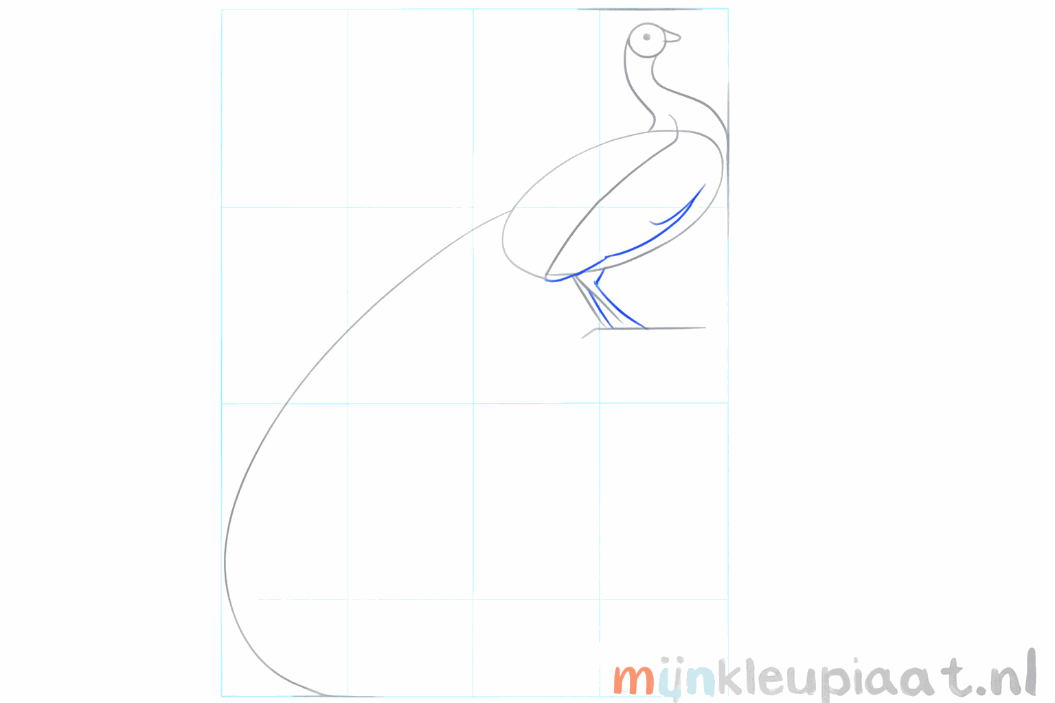 Guide lines for the beak and the legs of the peacock.