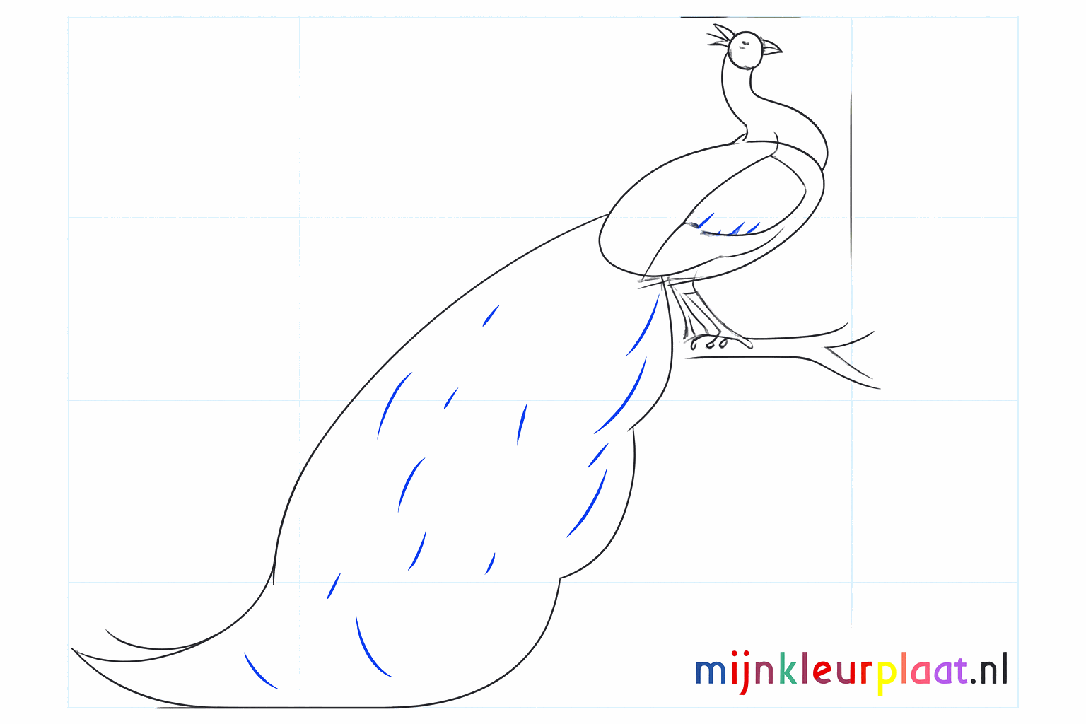 Details of the face and the legs of the peacock.