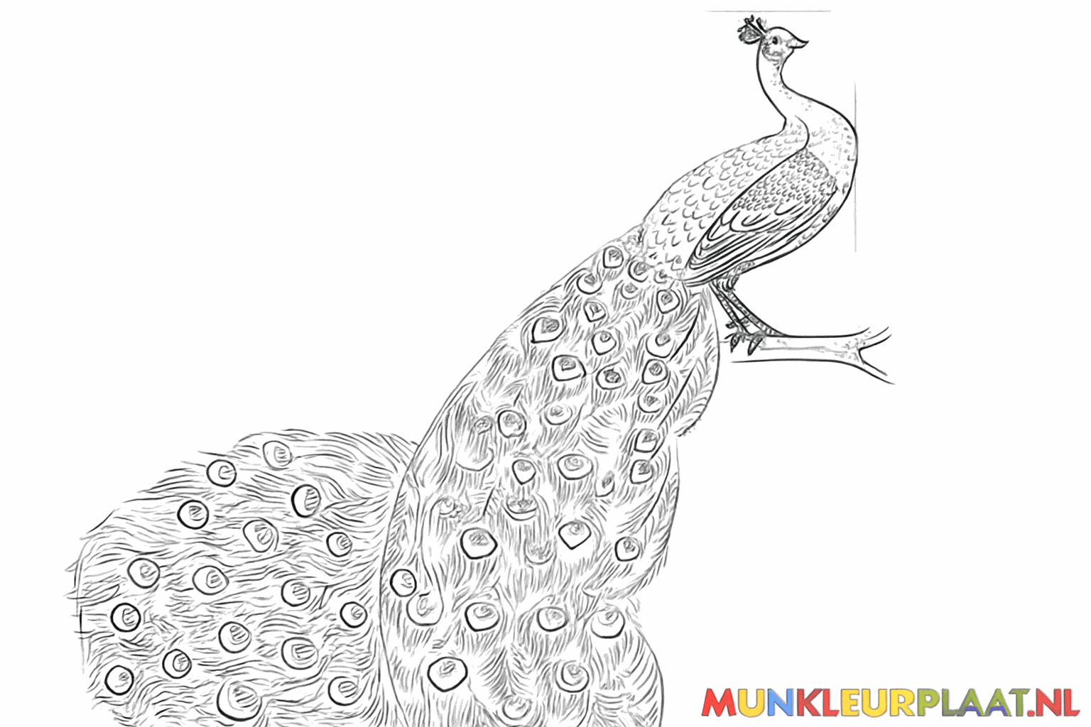 Drawing the long tail feathers with eye shapes.