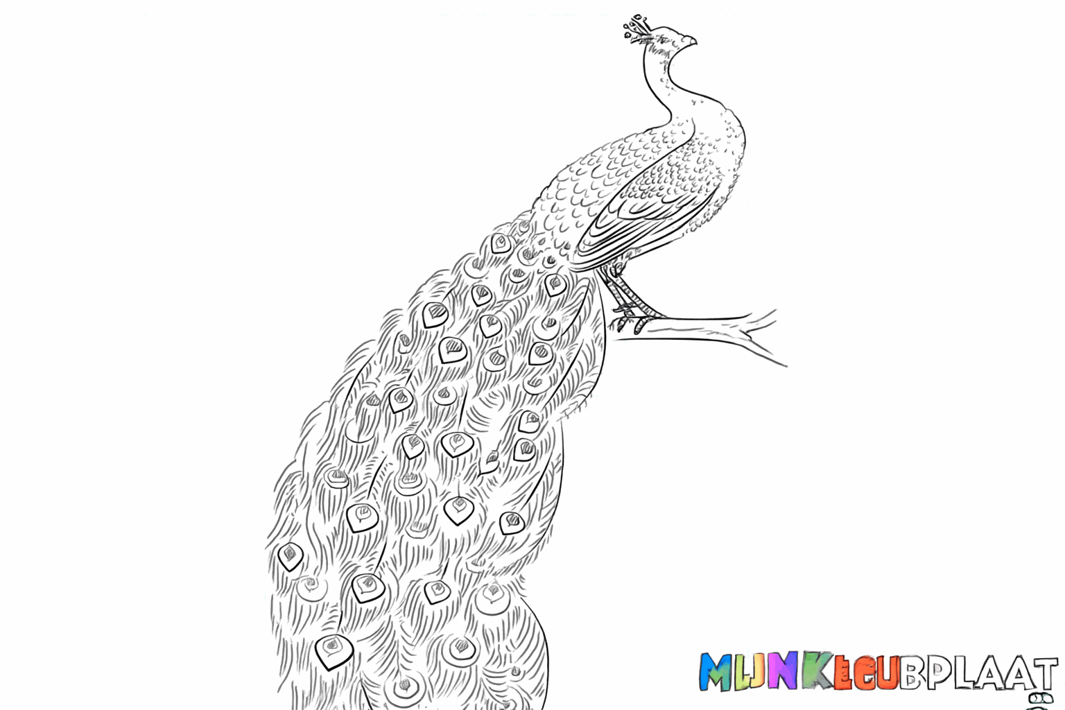 Drawing a beautiful peacock