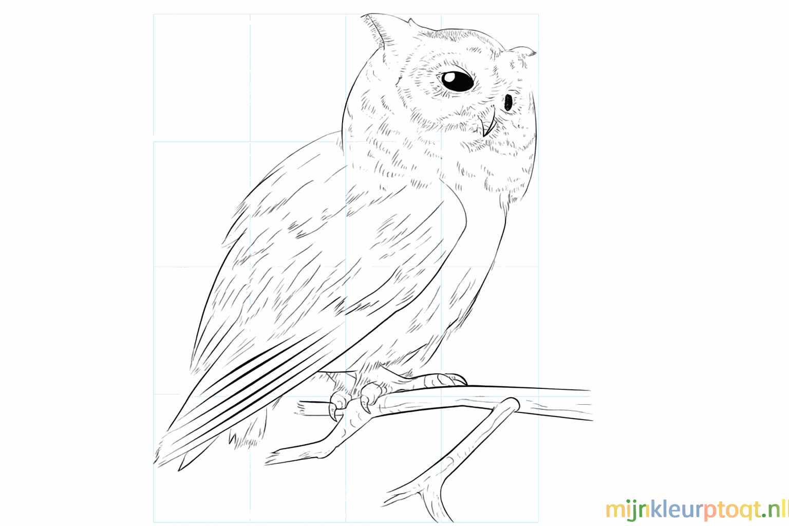 Drawing a realistic owl step-by-step