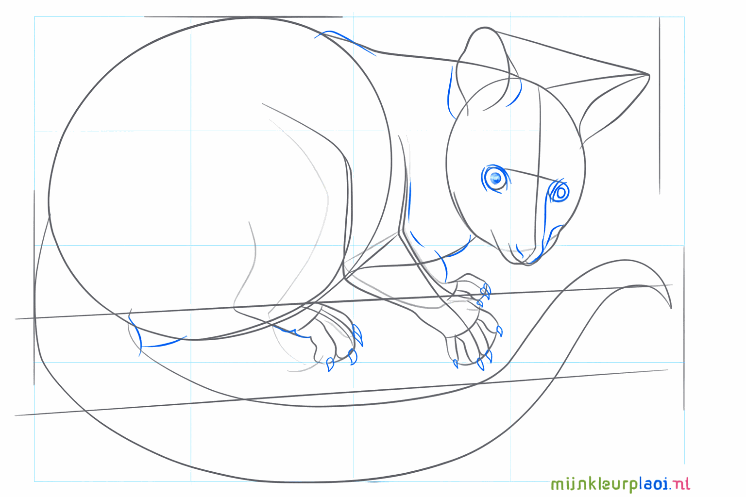 Drawing of small toes and claws on the paws of the opossum.