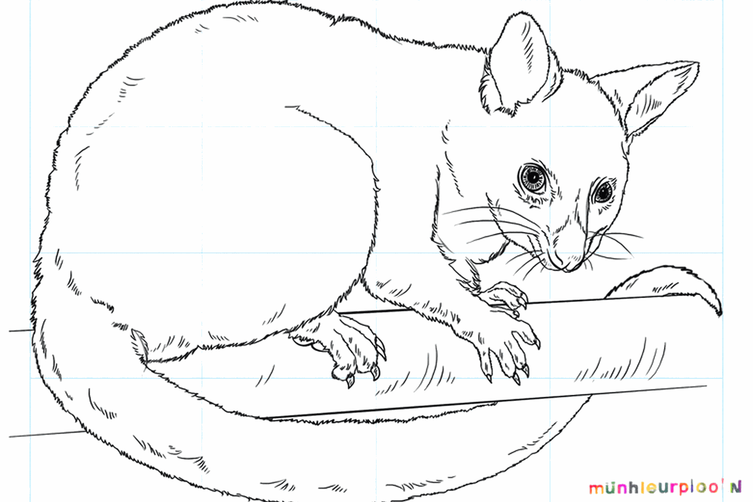 Drawing a cute opossum