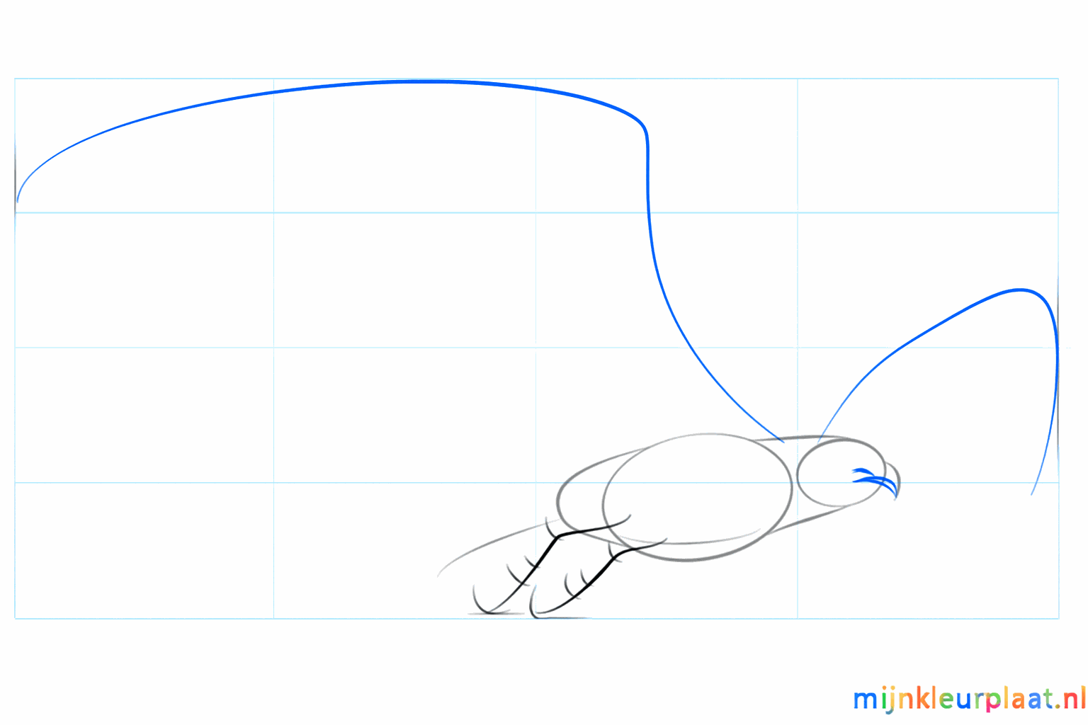 Lines indicating the position of the wings and the legs.