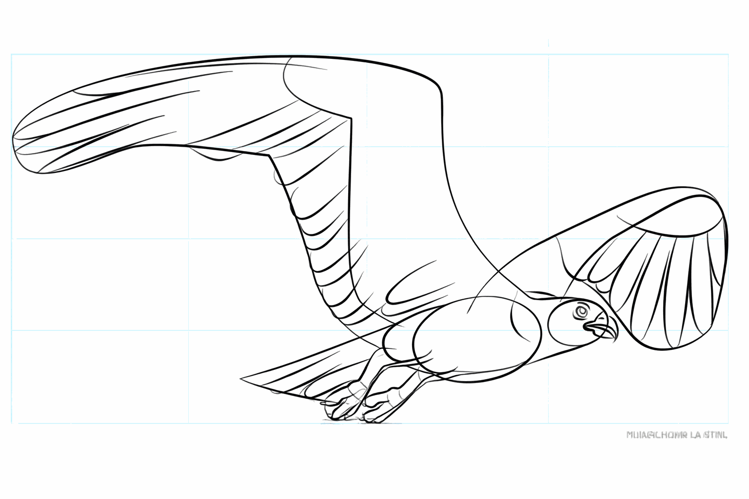 Drawing of the talons and the tail feathers.