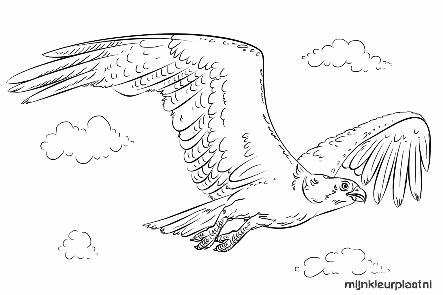 Drawing a tough osprey step-by-step