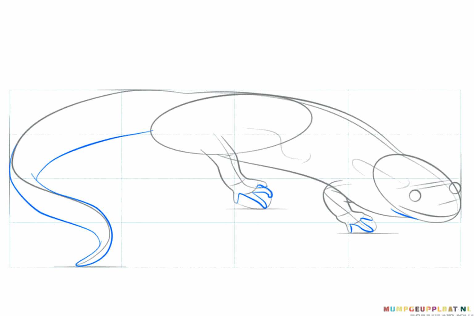 The shapes of the legs and a small eye on the head of the salamander.