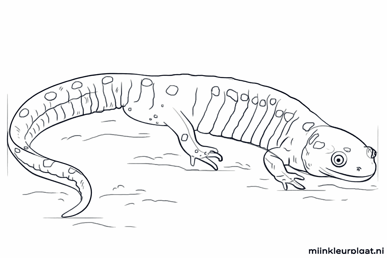 The face and back line of the salamander further developed.