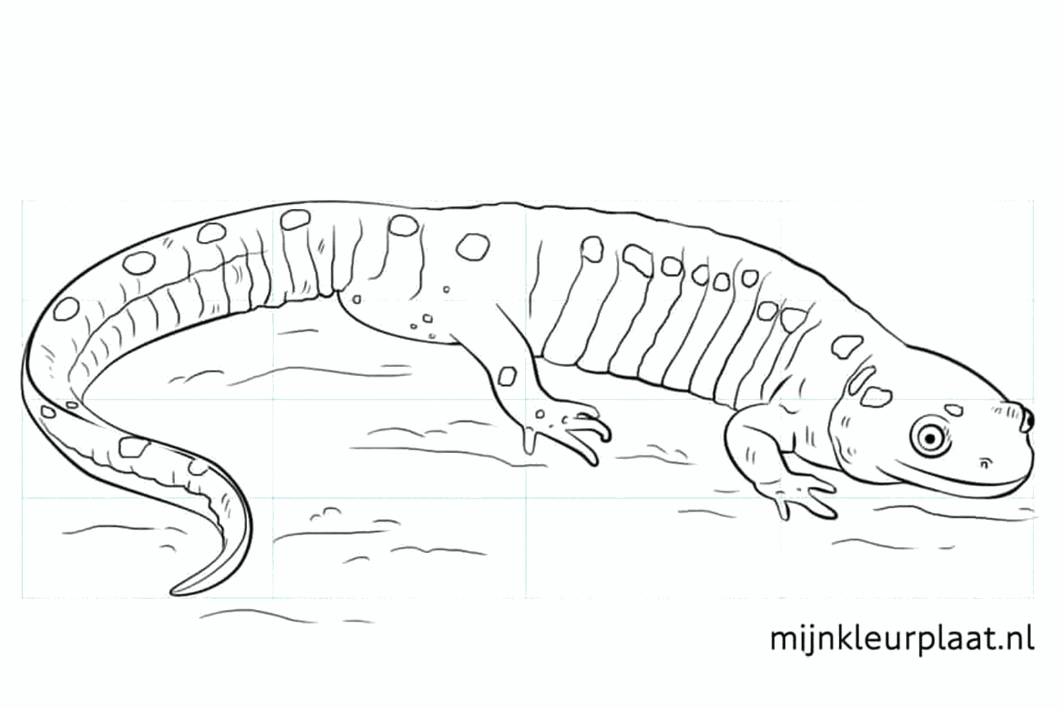 Drawing a cheerful salamander