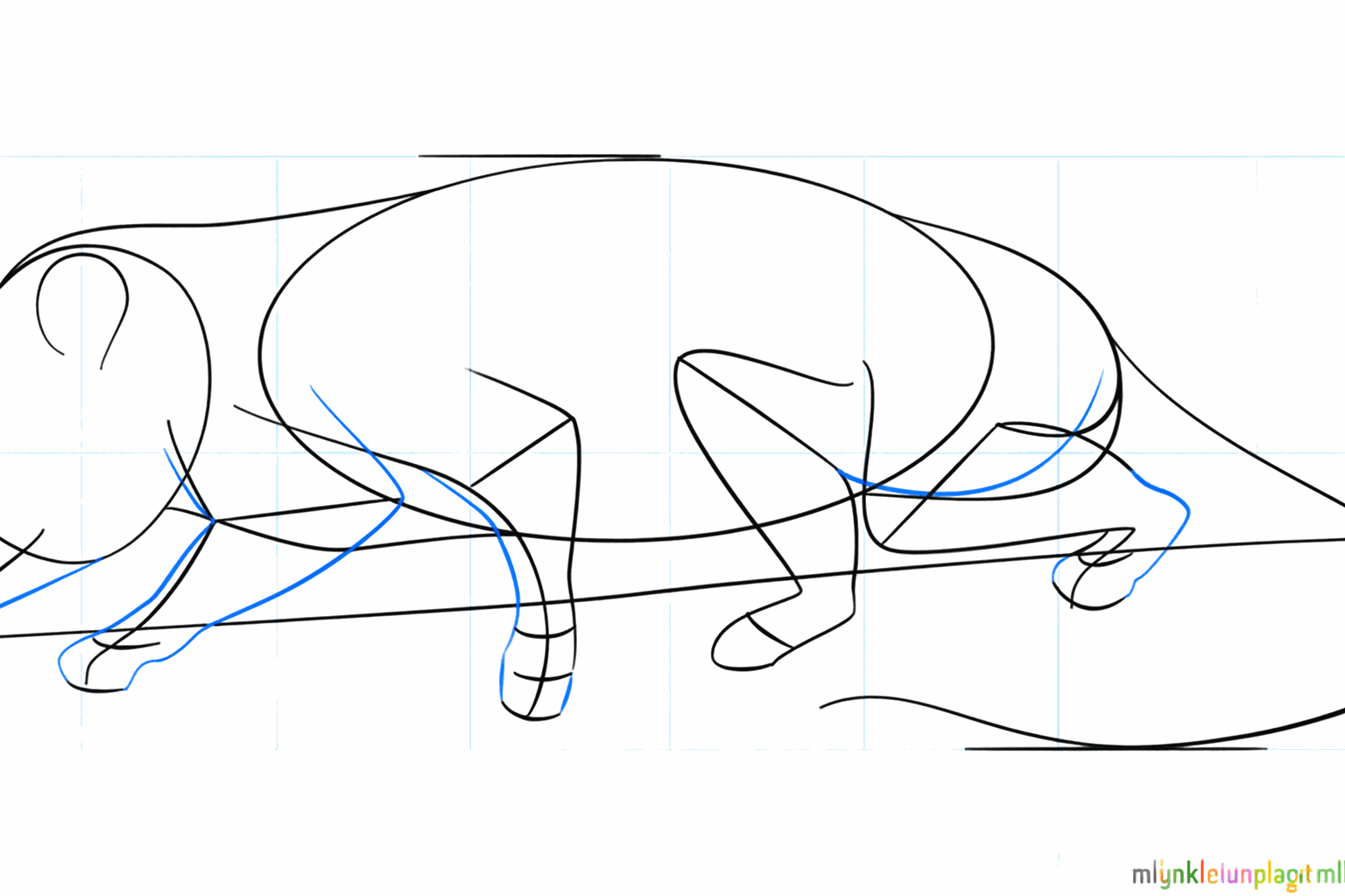 Sketch of the legs, the snout, and the round ear of the opossum.