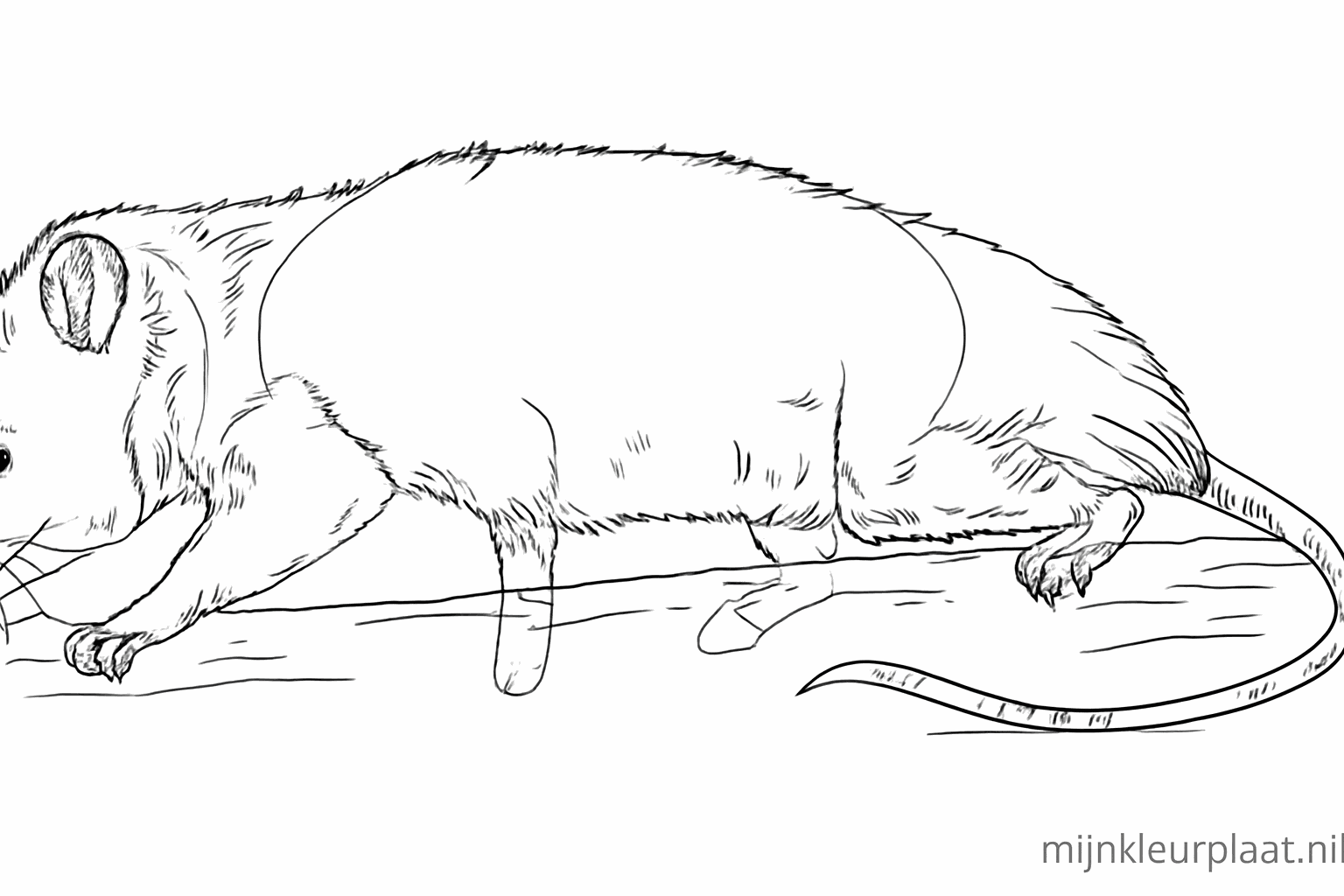 The opossum gets more details and soft lines for the fur.