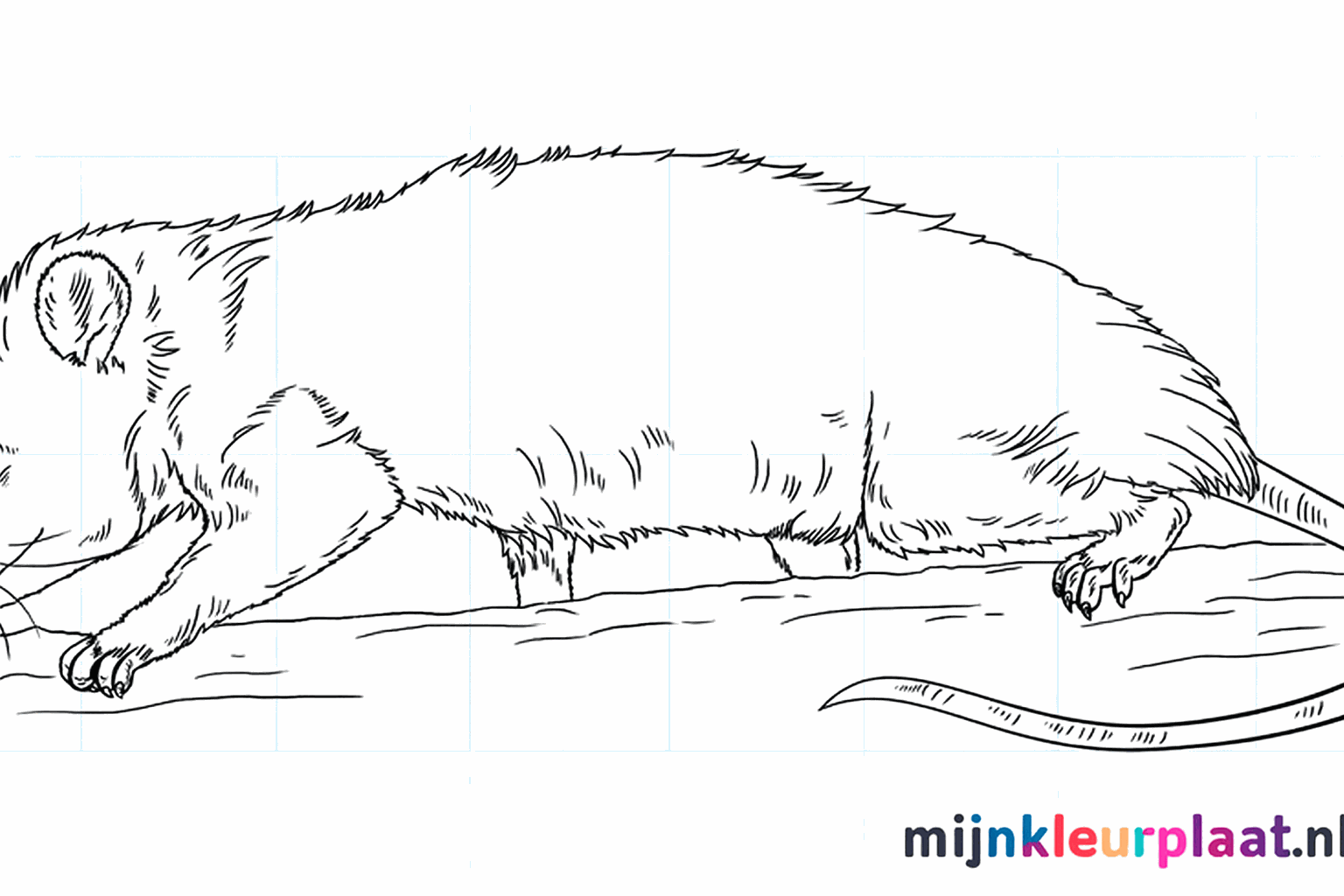 Drawing a funny opossum