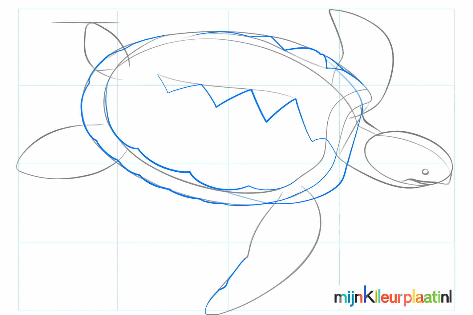 The back legs and a refined shape of the large swimming flipper at the front.