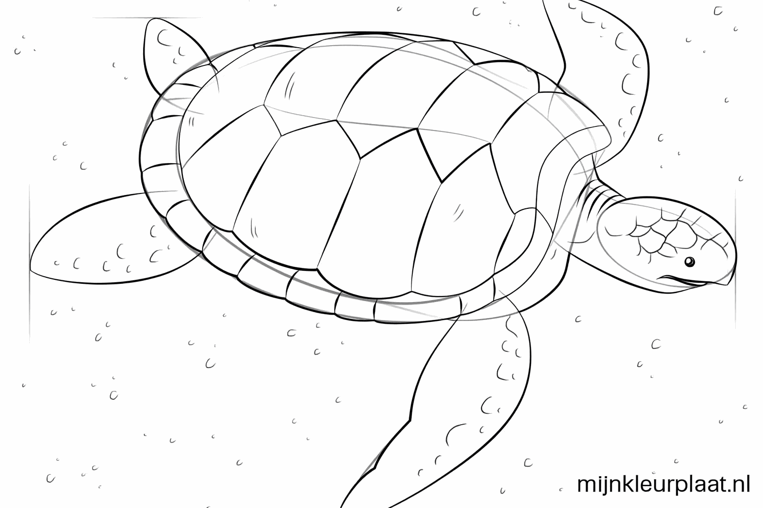 Patterns of squares on the shell and dots on the turtle's legs.