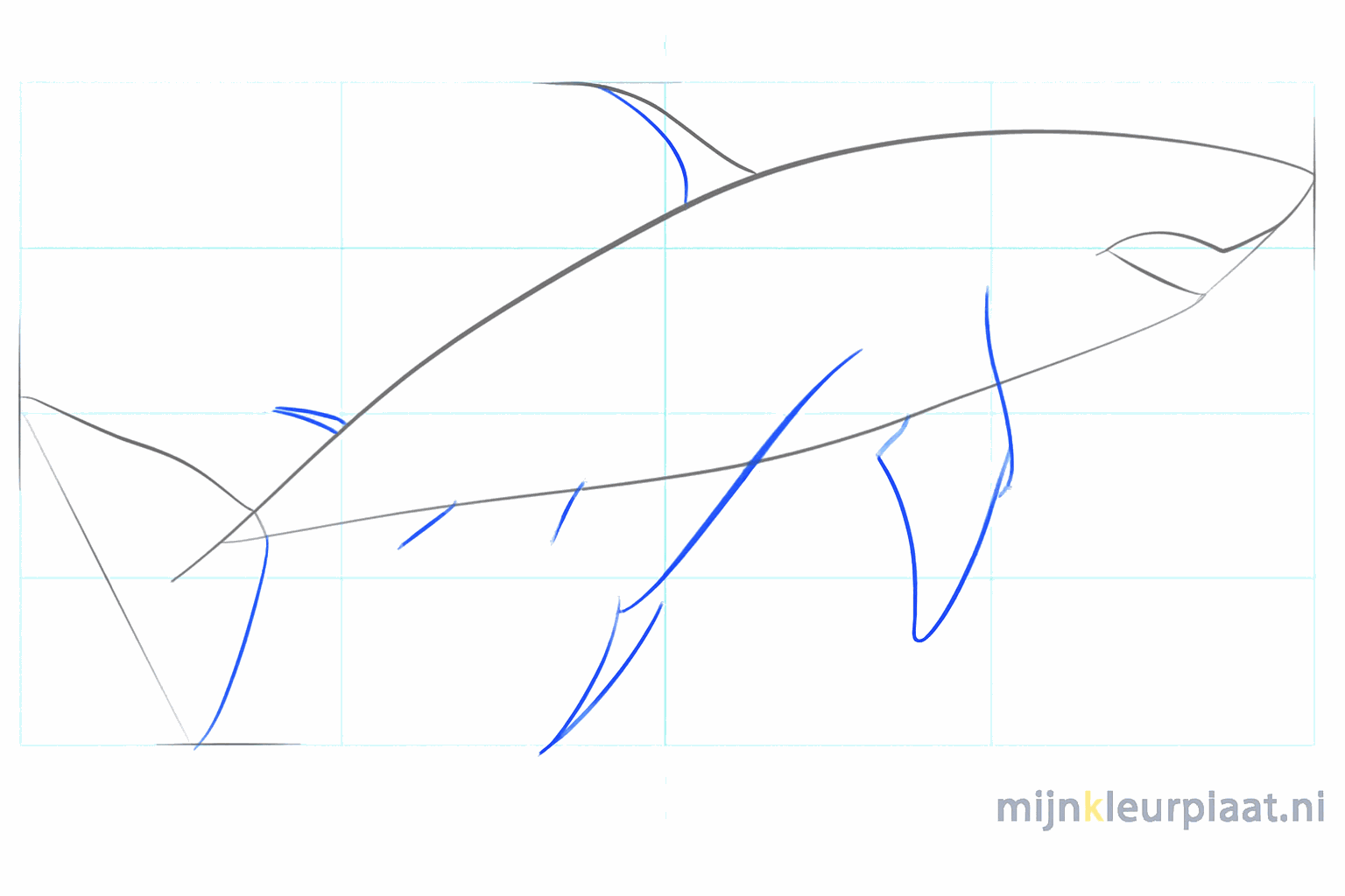 Lines indicating the position of the dorsal fin, pectoral fins, and tail.