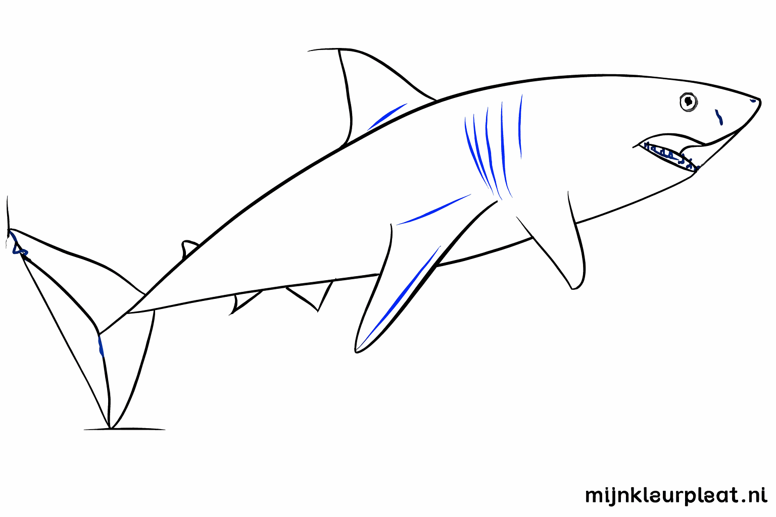 The contours of the shark are drawn more tightly with details like gills.