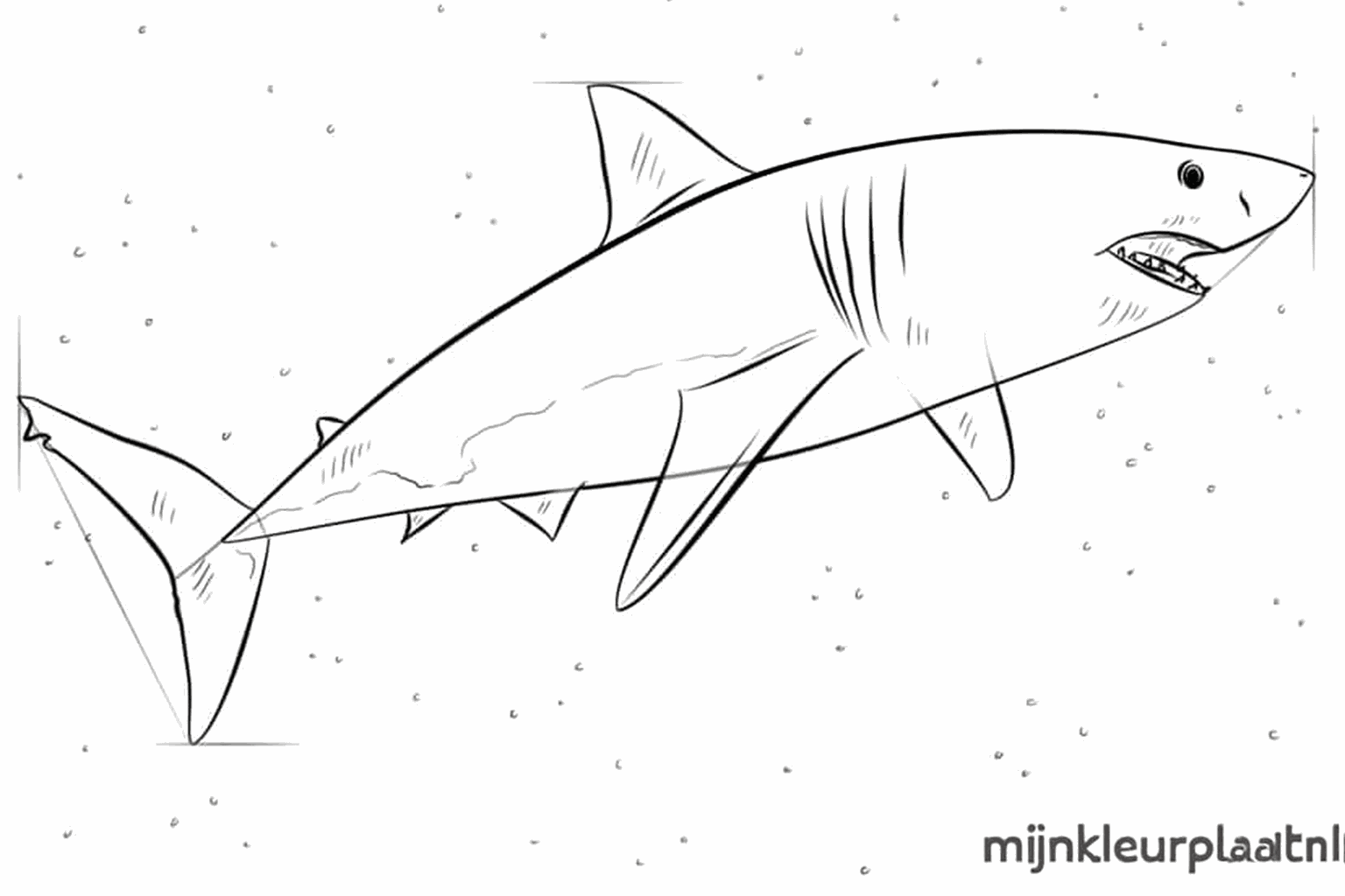 Sharp teeth in the mouth and a powerful tail fin.