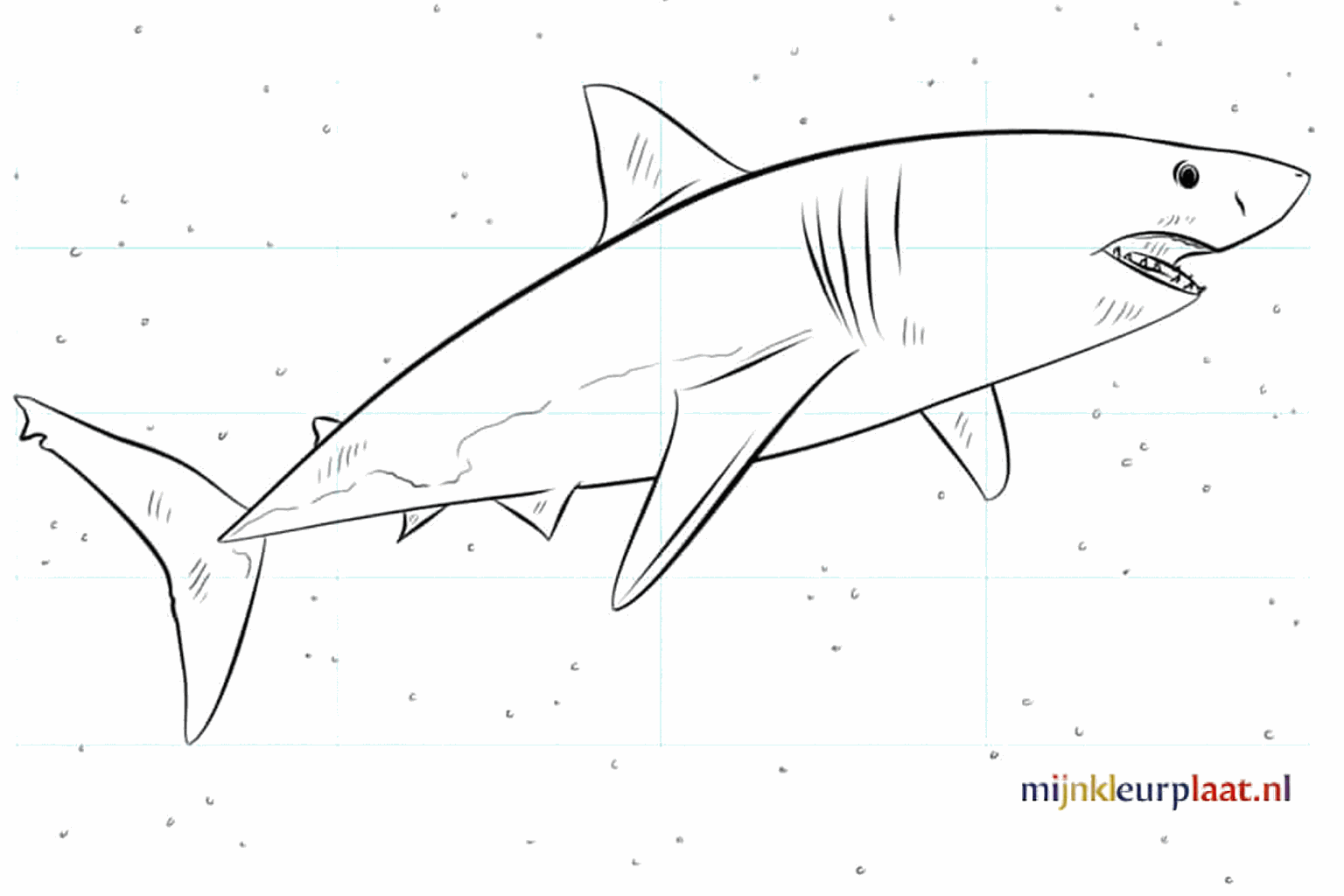 Drawing a cool shark in 7 steps