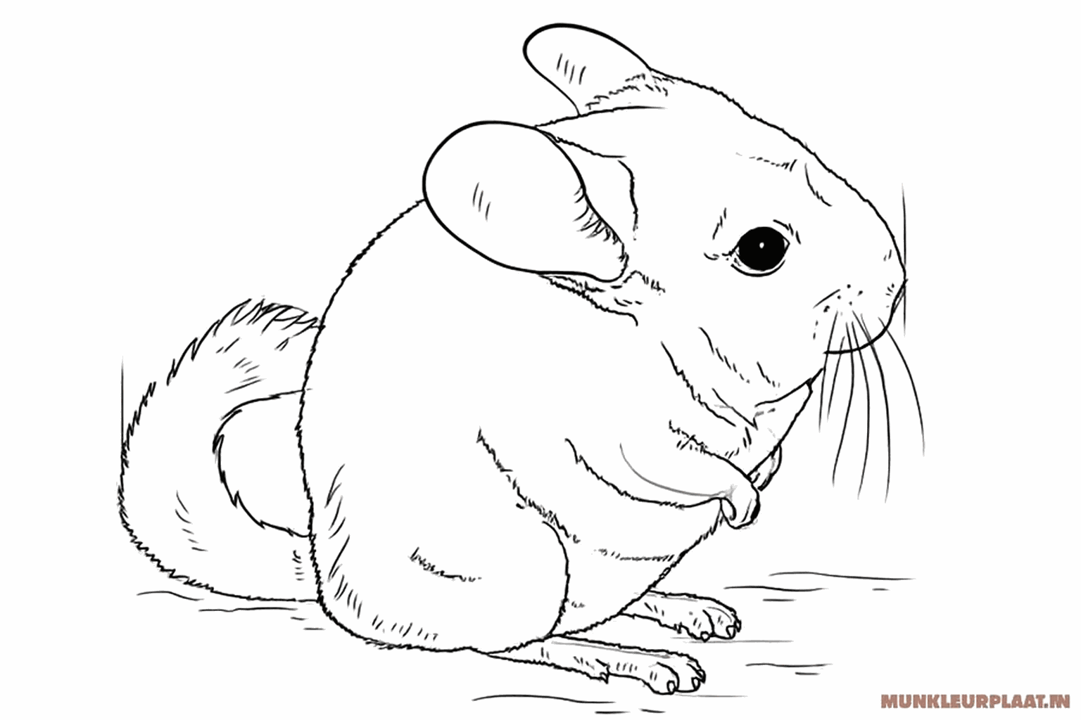 Adding whiskers and small claws to the drawing.