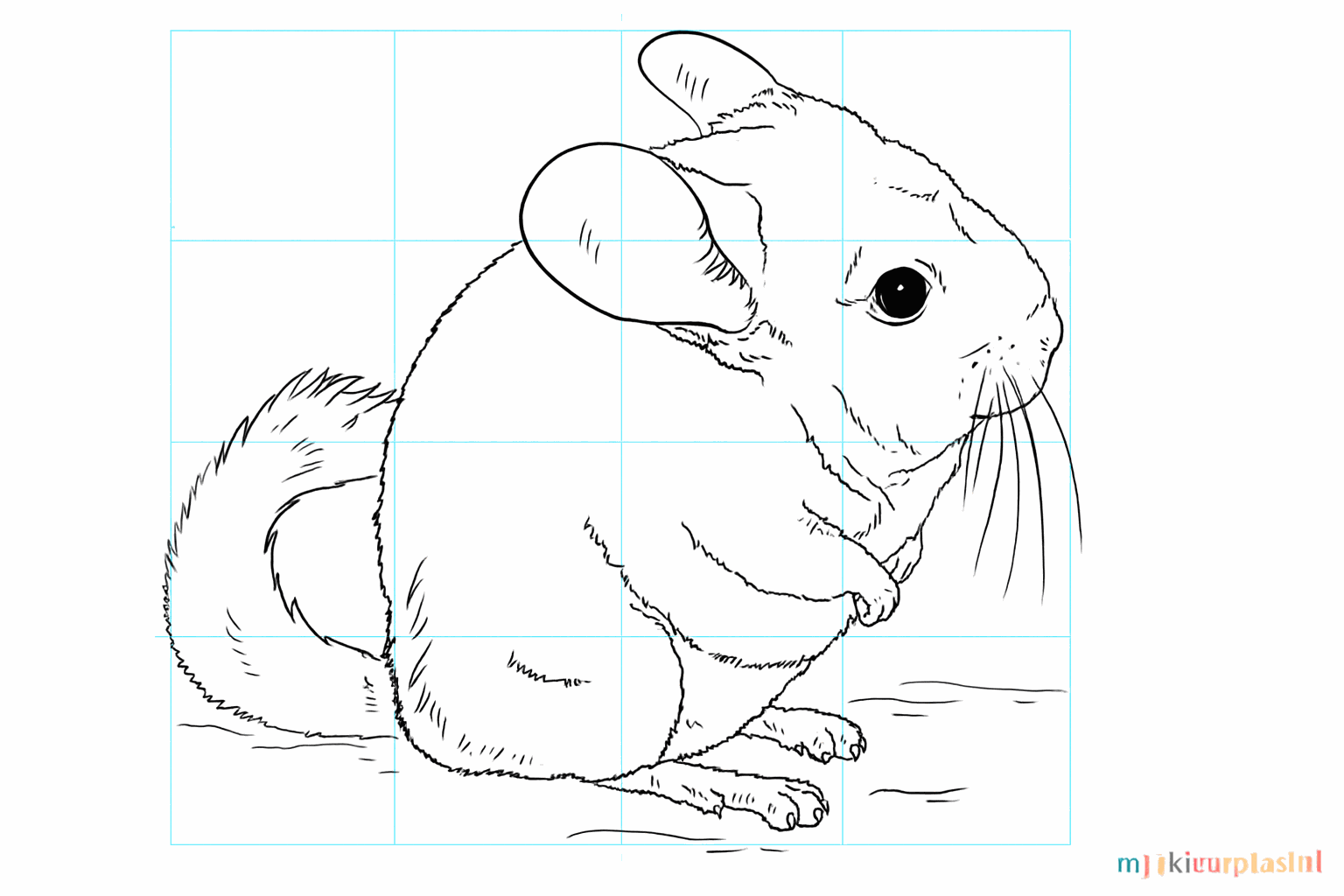 Drawing a cute chinchilla in 8 steps